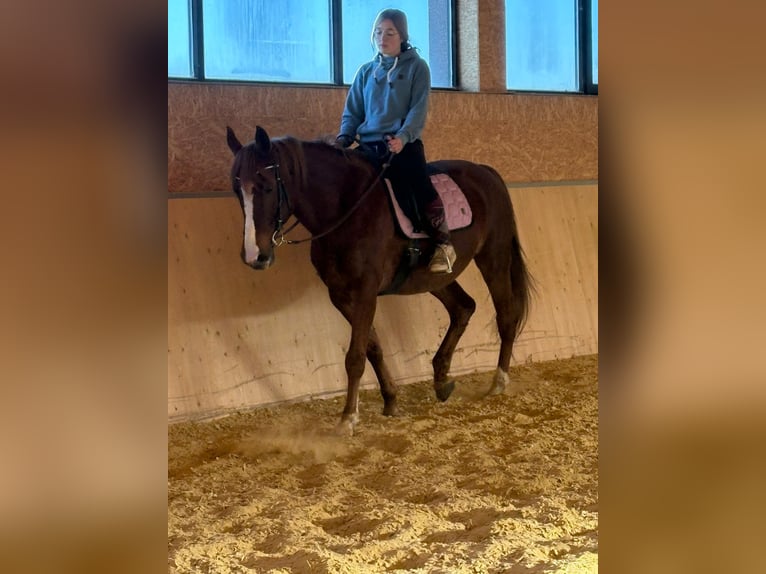 Weitere Ponys/Kleinpferde Stute 13 Jahre 152 cm Fuchs in Euskirchen