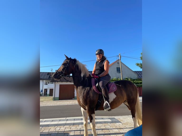 Weitere Ponys/Kleinpferde Mix Stute 13 Jahre 158 cm Schecke in Dischingen-Hofen