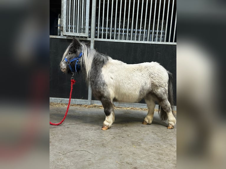 Weitere Ponys/Kleinpferde Stute 13 Jahre 85 cm Schecke in Bogaarden