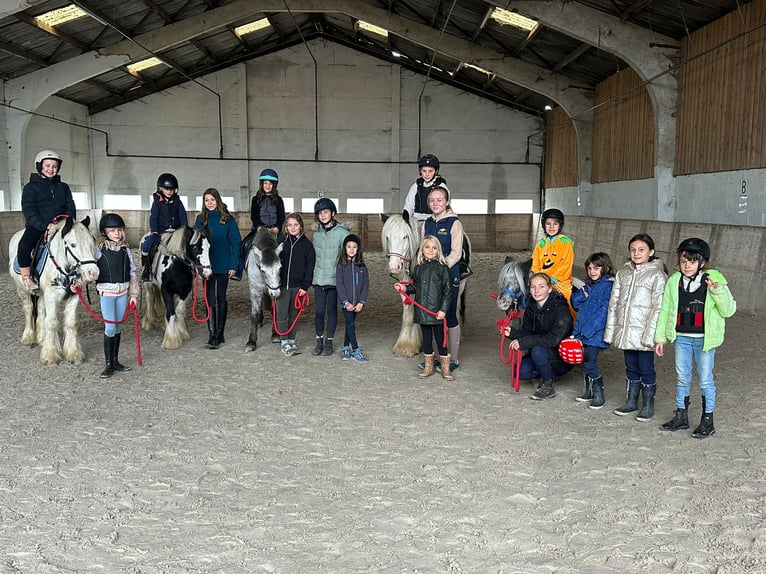 Weitere Ponys/Kleinpferde Stute 13 Jahre 85 cm Schecke in Bogaarden