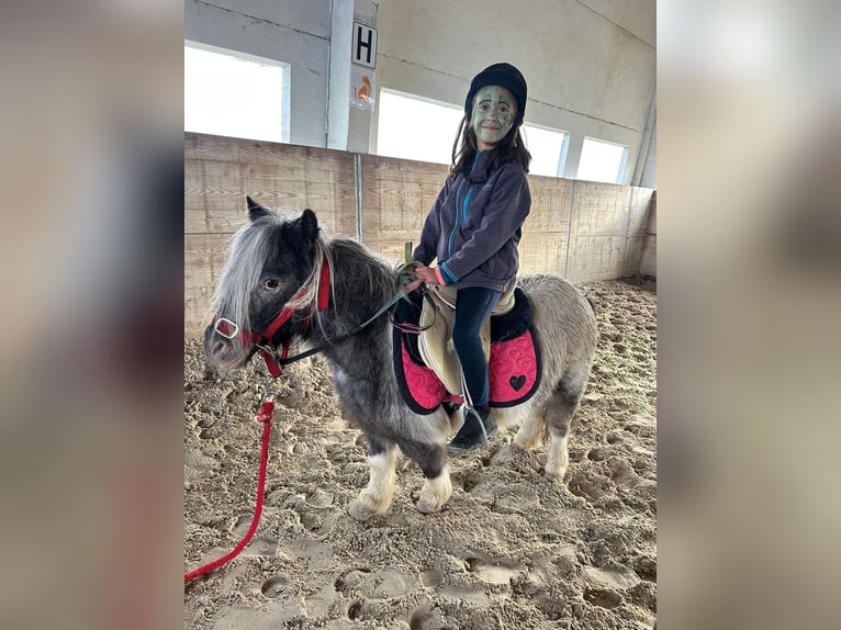 Weitere Ponys/Kleinpferde Stute 13 Jahre 85 cm Schecke in Bogaarden
