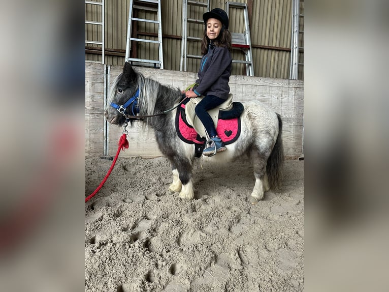 Weitere Ponys/Kleinpferde Stute 13 Jahre 85 cm Schecke in Bogaarden