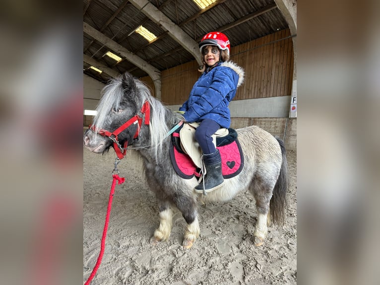 Weitere Ponys/Kleinpferde Stute 13 Jahre 85 cm Schecke in Bogaarden
