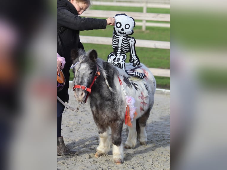 Weitere Ponys/Kleinpferde Stute 13 Jahre 85 cm Schecke in Bogaarden