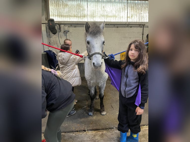 Weitere Ponys/Kleinpferde Stute 14 Jahre 126 cm Tigerschecke in Bogaarden