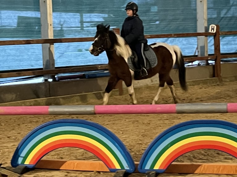 Weitere Ponys/Kleinpferde Stute 14 Jahre 128 cm Schecke in Ursensollen