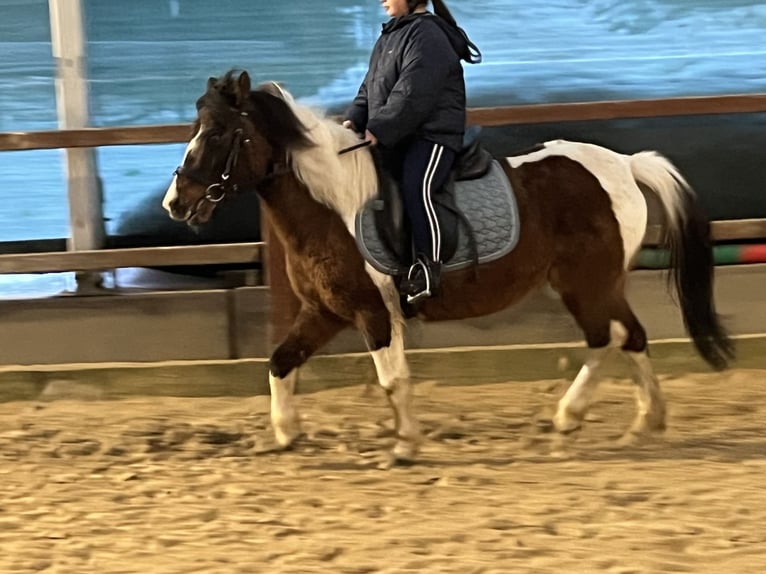 Weitere Ponys/Kleinpferde Stute 14 Jahre 128 cm Schecke in Ursensollen