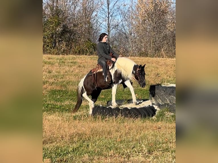 Weitere Ponys/Kleinpferde Stute 14 Jahre 130 cm Schecke in Henderson