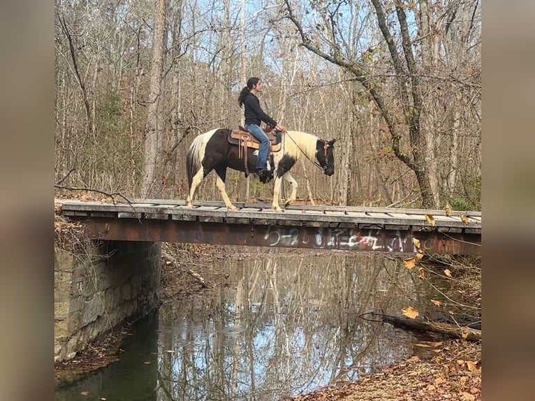 Weitere Ponys/Kleinpferde Stute 14 Jahre 130 cm Schecke in Henderson