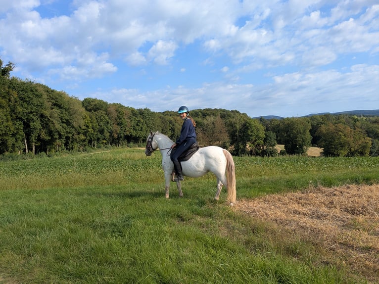 Weitere Ponys/Kleinpferde Mix Stute 14 Jahre 130 cm Tigerschecke in Wiesloch