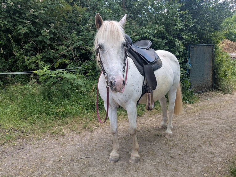 Weitere Ponys/Kleinpferde Mix Stute 14 Jahre 130 cm Tigerschecke in Wiesloch