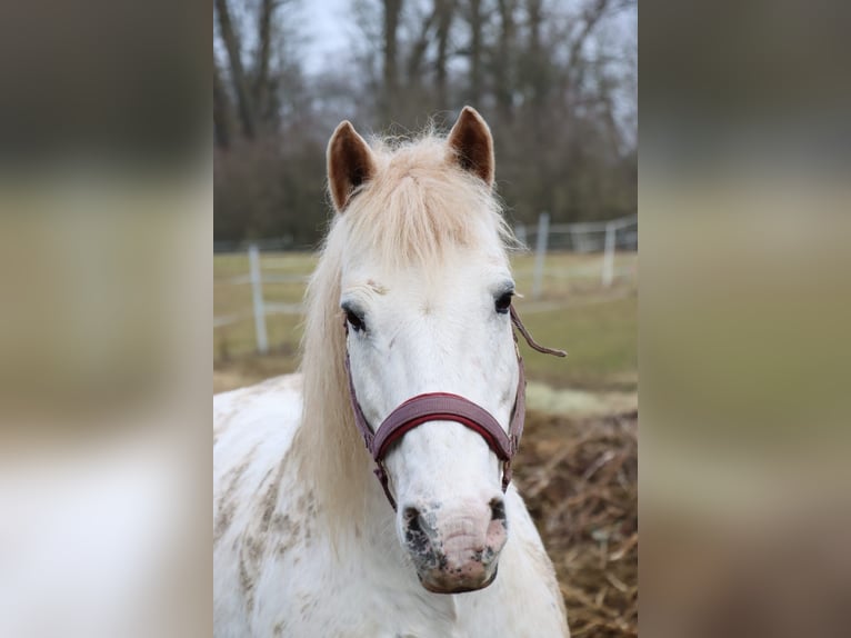 Weitere Ponys/Kleinpferde Mix Stute 14 Jahre 130 cm Tigerschecke in Wiesloch