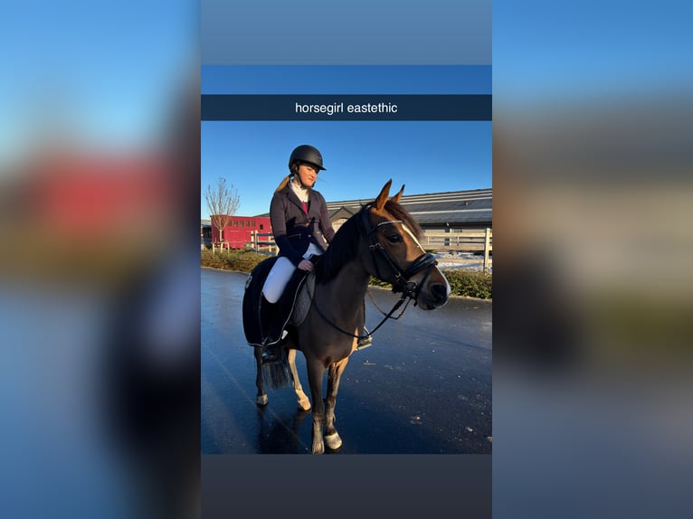 Weitere Ponys/Kleinpferde Stute 14 Jahre 135 cm Brauner in Sint-Baafs-Vijve