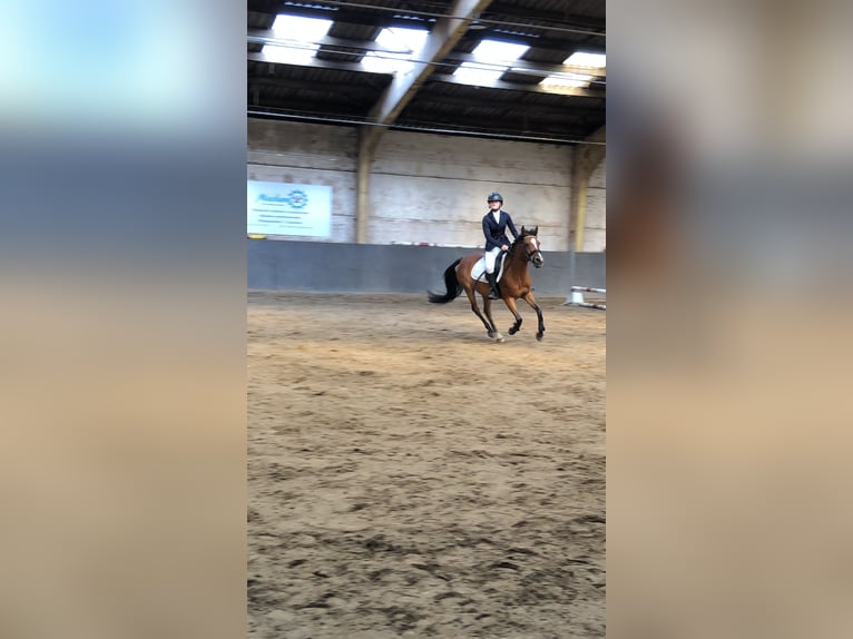 Weitere Ponys/Kleinpferde Stute 14 Jahre 135 cm Brauner in Sint-Baafs-Vijve