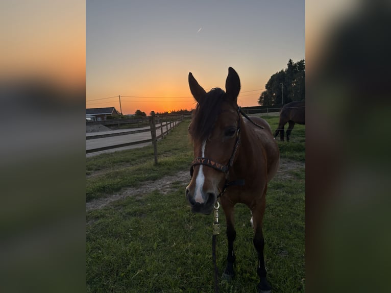 Weitere Ponys/Kleinpferde Stute 14 Jahre 135 cm Brauner in Sint-Baafs-Vijve