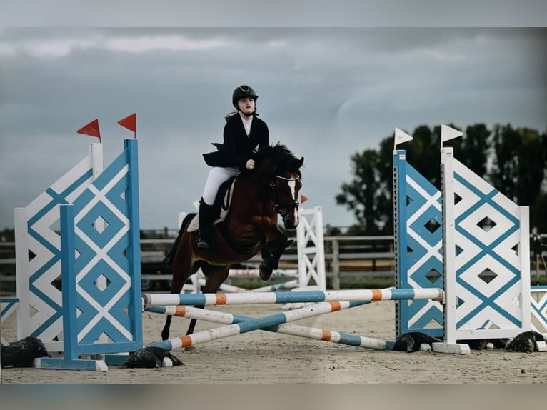 Weitere Ponys/Kleinpferde Stute 14 Jahre 135 cm Brauner in Sint-Baafs-Vijve