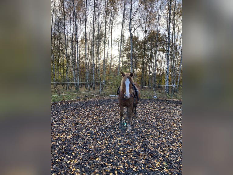 Weitere Ponys/Kleinpferde Stute 14 Jahre 140 cm Fuchs in Stahnsdorf