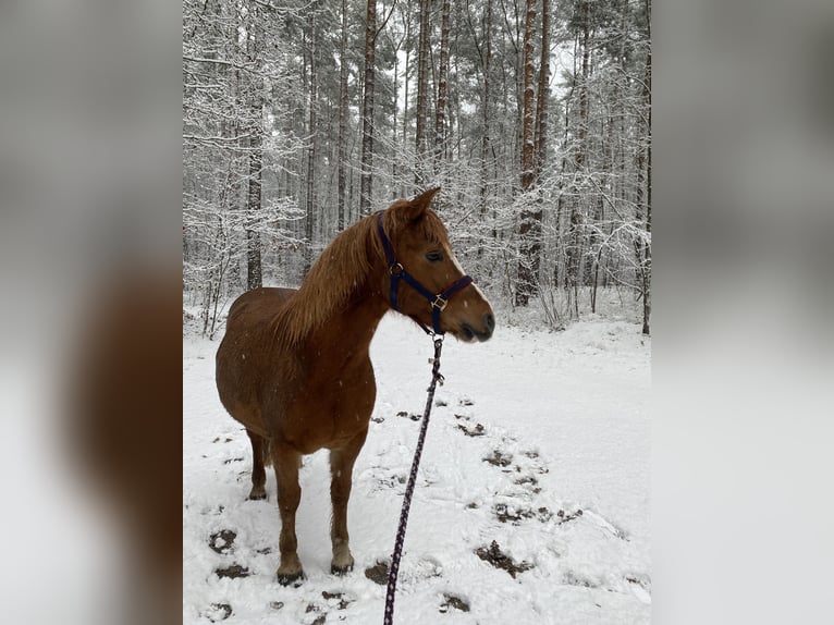 Weitere Ponys/Kleinpferde Stute 14 Jahre 140 cm Fuchs in Stahnsdorf