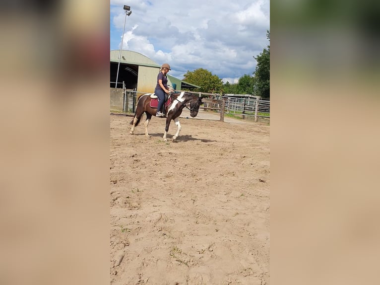 Weitere Ponys/Kleinpferde Mix Stute 14 Jahre 140 cm Schecke in Hamburg