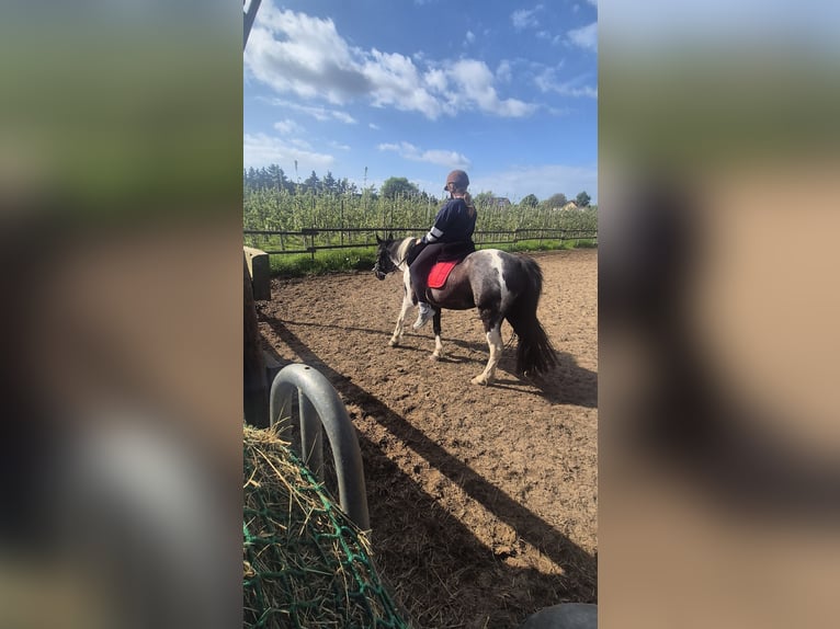 Weitere Ponys/Kleinpferde Mix Stute 14 Jahre 140 cm Schecke in Hamburg