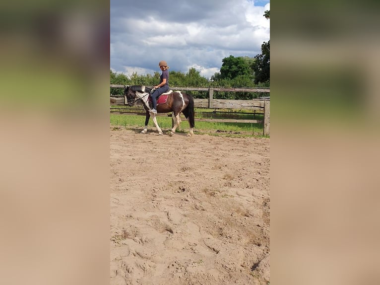 Weitere Ponys/Kleinpferde Mix Stute 14 Jahre 140 cm Schecke in Hamburg