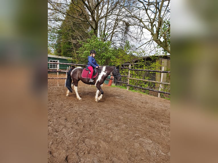Weitere Ponys/Kleinpferde Mix Stute 14 Jahre 140 cm Schecke in Hamburg