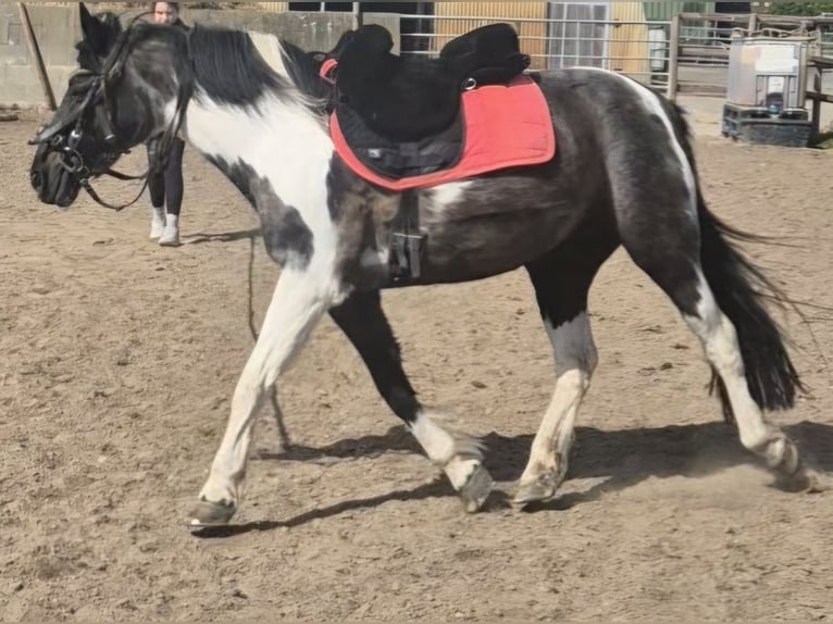 Weitere Ponys/Kleinpferde Mix Stute 14 Jahre 140 cm Schecke in Hamburg