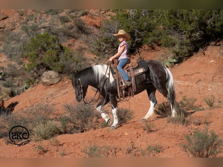 Weitere Ponys/Kleinpferde Stute 14 Jahre 142 cm Schecke in Canyon