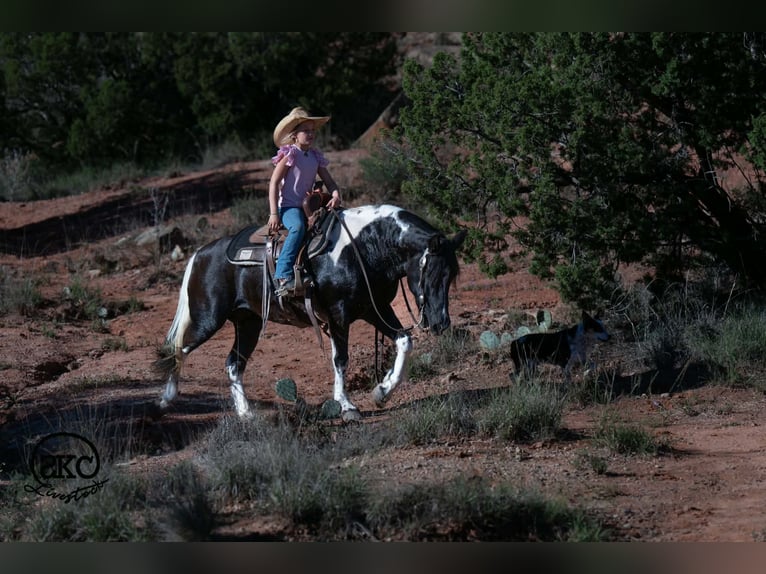 Weitere Ponys/Kleinpferde Stute 14 Jahre 142 cm Schecke in Canyon
