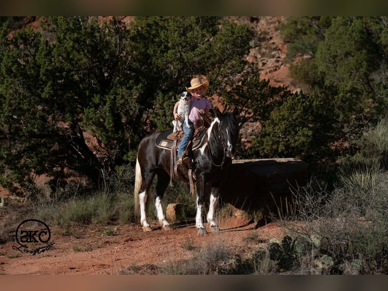Weitere Ponys/Kleinpferde Stute 14 Jahre 142 cm Schecke in Canyon