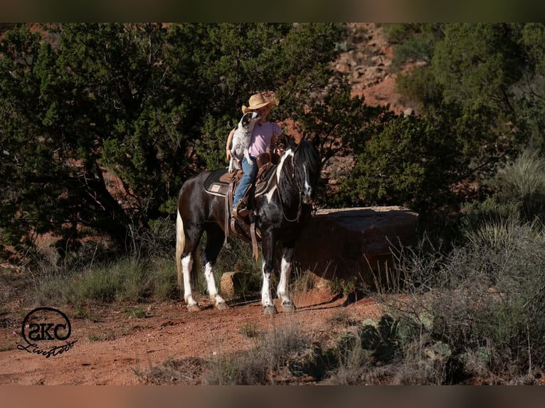 Weitere Ponys/Kleinpferde Stute 14 Jahre 142 cm Schecke in Canyon