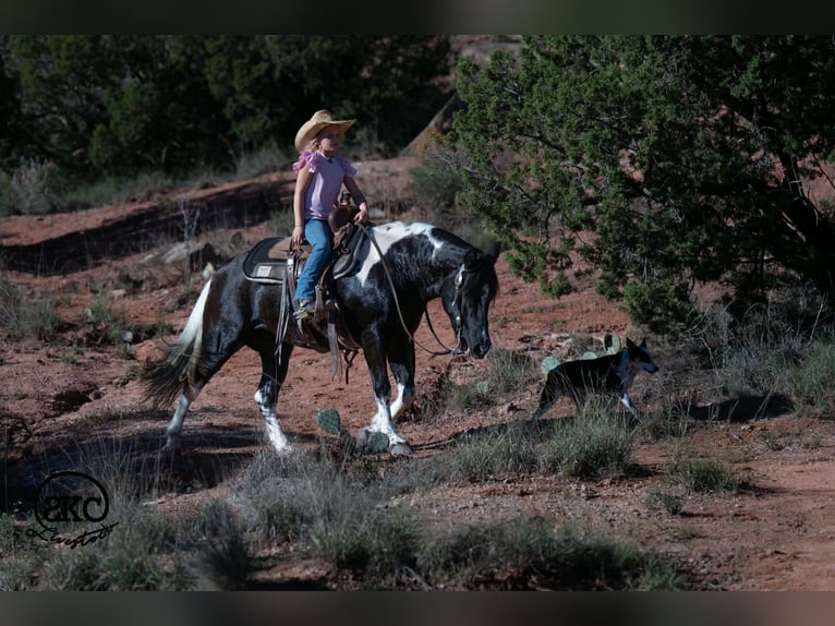 Weitere Ponys/Kleinpferde Stute 14 Jahre 142 cm Schecke in Canyon