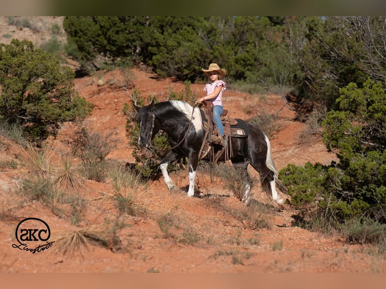 Weitere Ponys/Kleinpferde Stute 14 Jahre 142 cm Schecke in Canyon