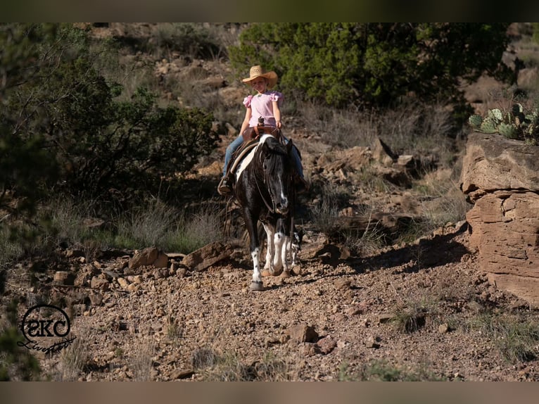 Weitere Ponys/Kleinpferde Stute 14 Jahre 142 cm Schecke in Canyon