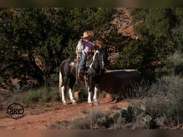 Weitere Ponys/Kleinpferde Stute 14 Jahre 142 cm Schecke in Canyon