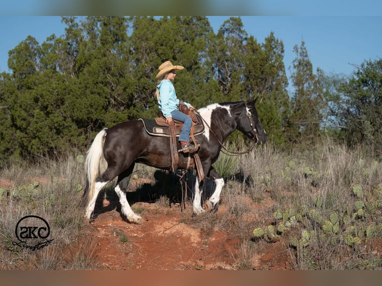 Weitere Ponys/Kleinpferde Stute 14 Jahre 142 cm Schecke in Canyon