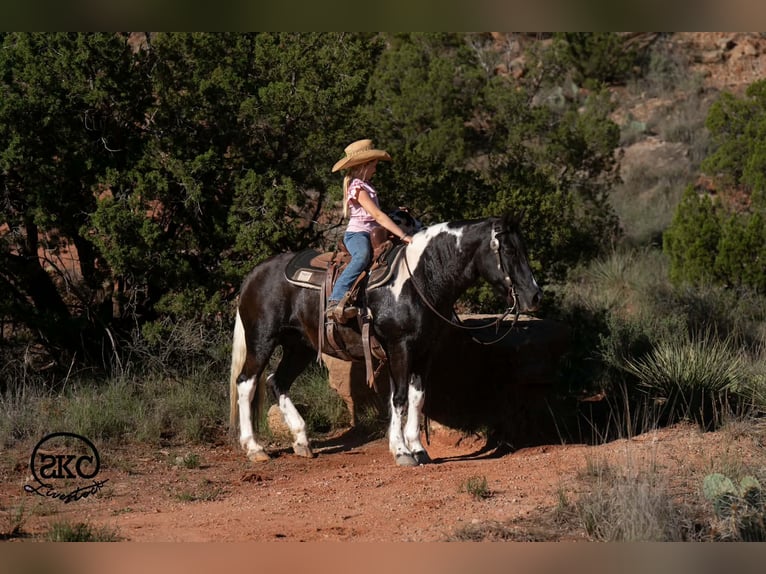 Weitere Ponys/Kleinpferde Stute 14 Jahre 142 cm Schecke in Canyon
