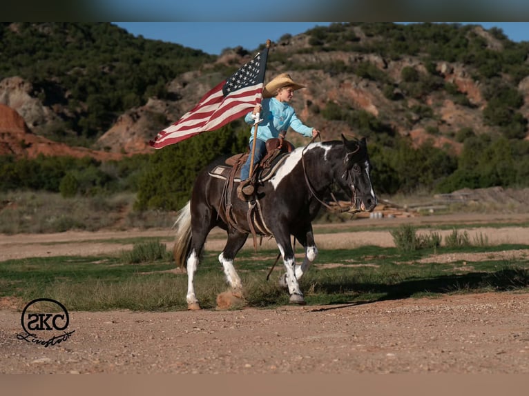 Weitere Ponys/Kleinpferde Stute 14 Jahre 142 cm Schecke in Canyon
