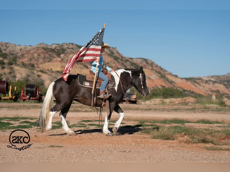 Weitere Ponys/Kleinpferde Stute 14 Jahre 142 cm Schecke in Canyon