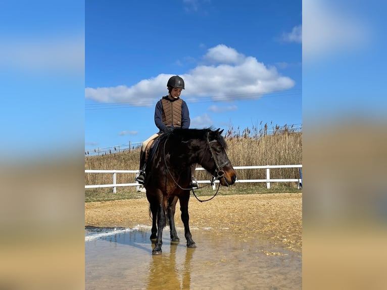 Weitere Ponys/Kleinpferde Stute 14 Jahre 143 cm Brauner in Ensdorf