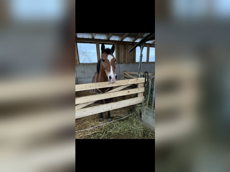 Weitere Ponys/Kleinpferde Stute 14 Jahre 145 cm Brauner in Garsten
