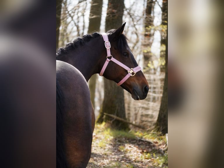 Weitere Ponys/Kleinpferde Stute 14 Jahre 147 cm Dunkelbrauner in Nettersheim