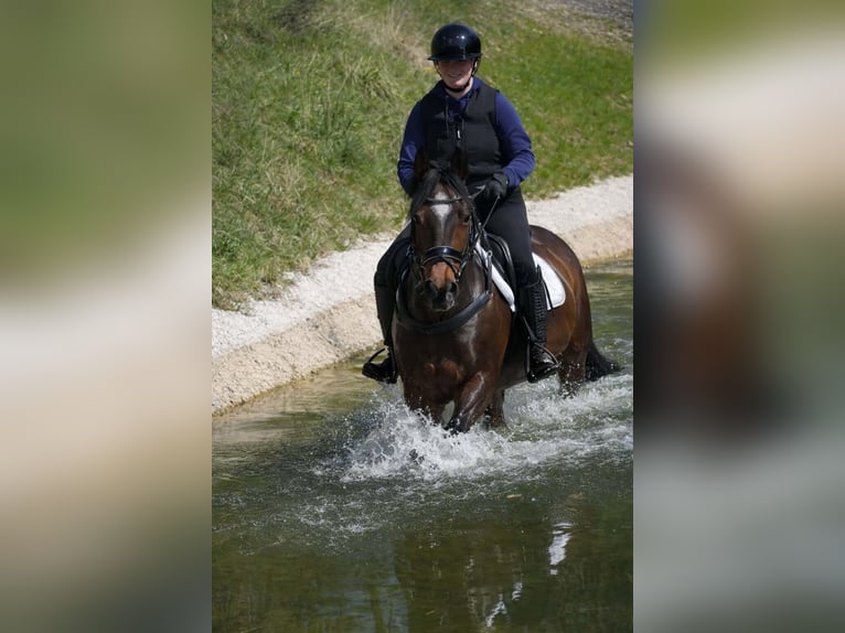 Weitere Ponys/Kleinpferde Stute 14 Jahre 147 cm Dunkelbrauner in Nettersheim