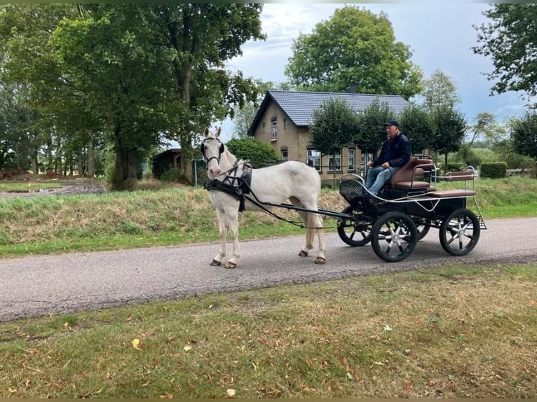 Weitere Ponys/Kleinpferde Stute 14 Jahre 157 cm Schimmel in Süderlügum