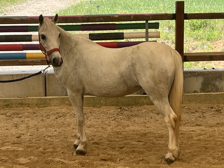 Weitere Ponys/Kleinpferde Stute 15 Jahre 120 cm Schimmel in Ursensollen