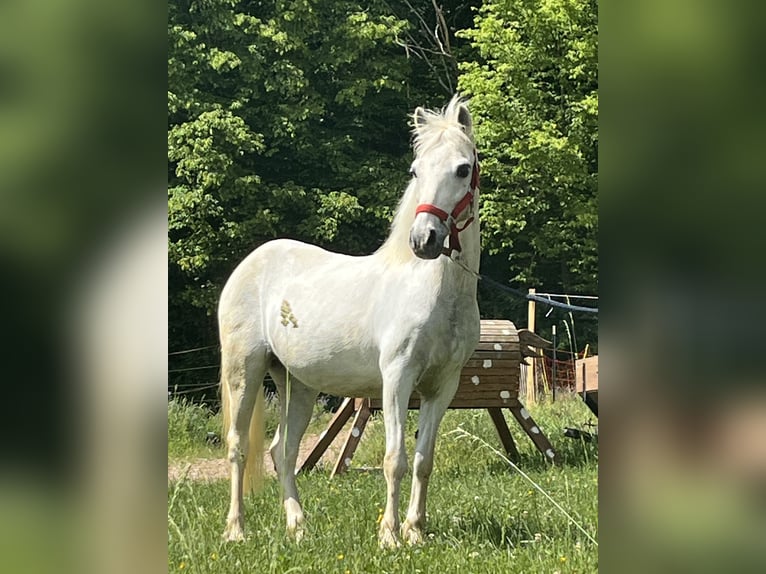 Weitere Ponys/Kleinpferde Stute 15 Jahre 120 cm Schimmel in Ursensollen