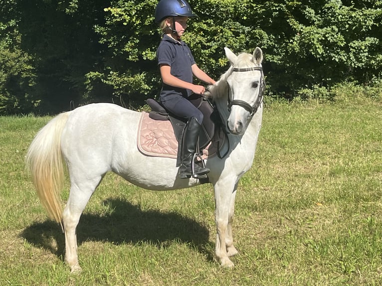 Weitere Ponys/Kleinpferde Stute 15 Jahre 122 cm Schimmel in Ursensollen