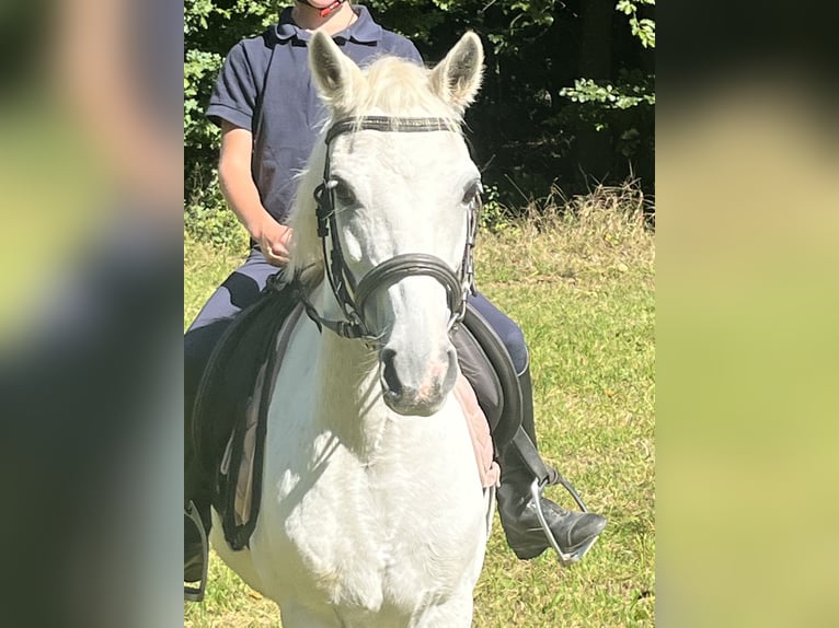 Weitere Ponys/Kleinpferde Stute 15 Jahre 122 cm Schimmel in Ursensollen