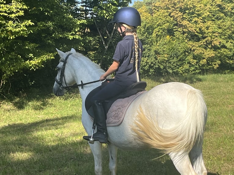 Weitere Ponys/Kleinpferde Stute 15 Jahre 122 cm Schimmel in Ursensollen