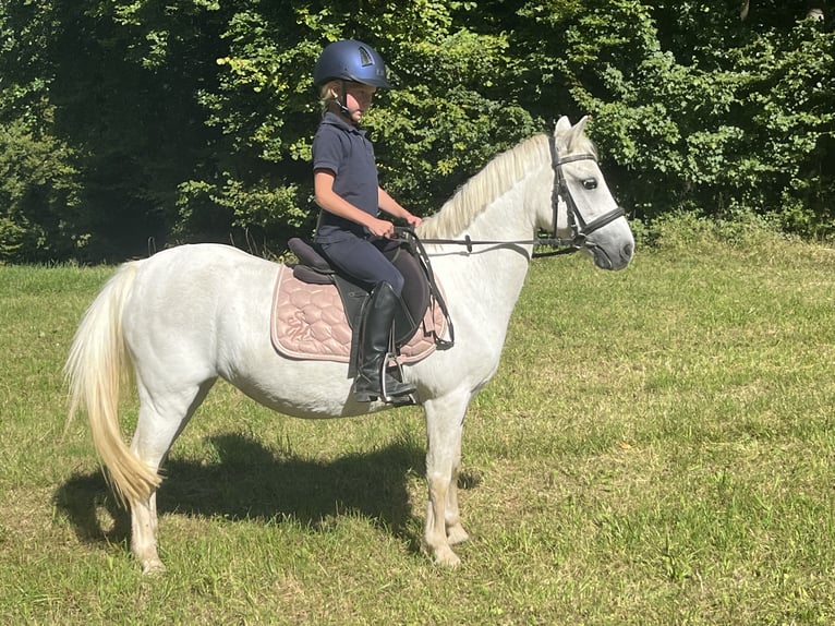 Weitere Ponys/Kleinpferde Stute 15 Jahre 122 cm Schimmel in Ursensollen